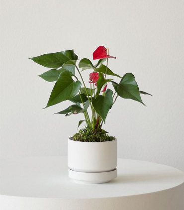 w-indoor-plants-small-4-0