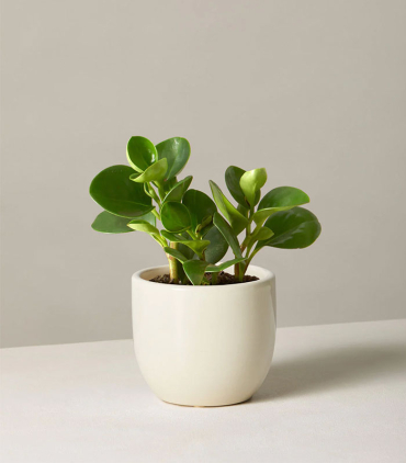 w-indoor-plants-small-8-0