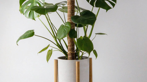 w-plant-care-coir-poles-1-0