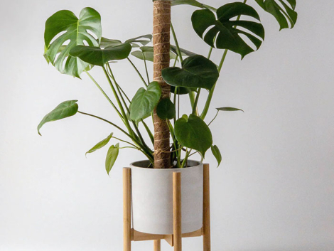 w-plant-care-coir-poles-1-0